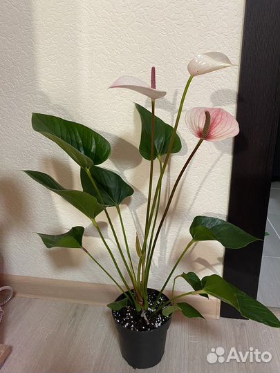 Антуриум Fresh Love