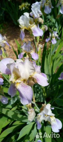 Ирисы
