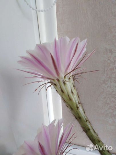 Кактус цветущий