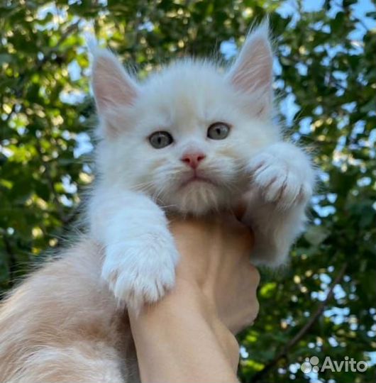 Мейн-кун шикарные котята