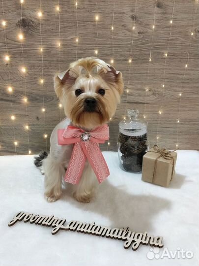 Стрижка собак и кошек