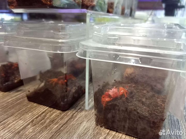 Крабы, много видов магазин у метро Беляево