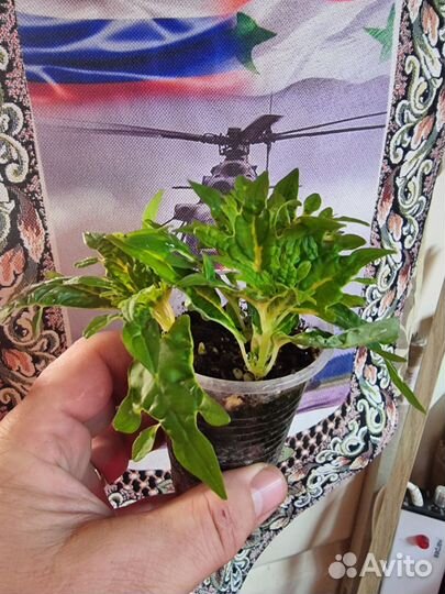 Алиссум вегетативный сноу принцесс. Колеус