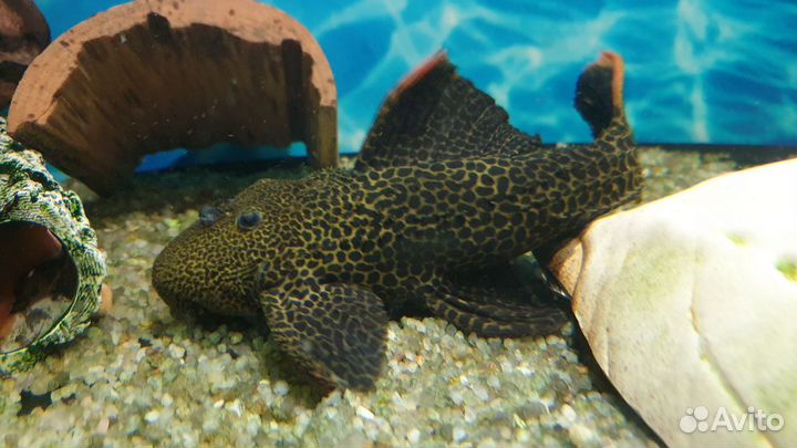 Номерной сом l 600