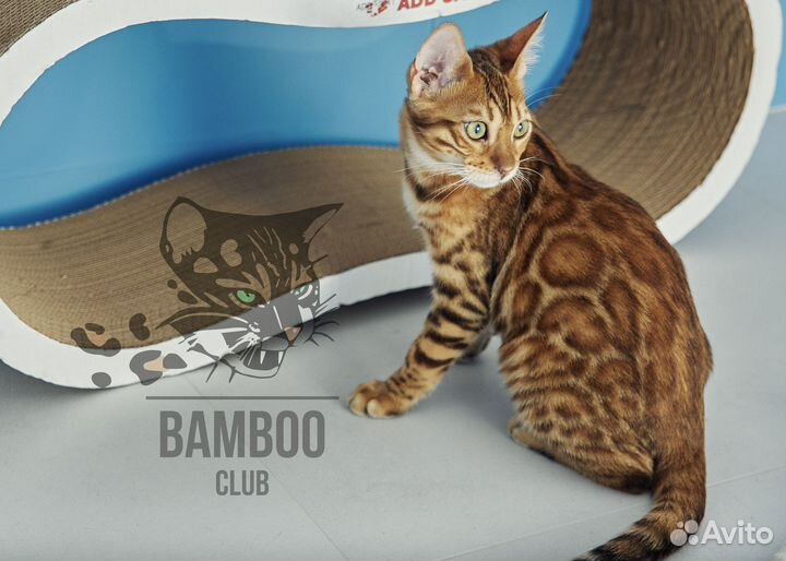 Бенгальская кошечка