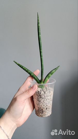 Сансевиерия цилиндрика