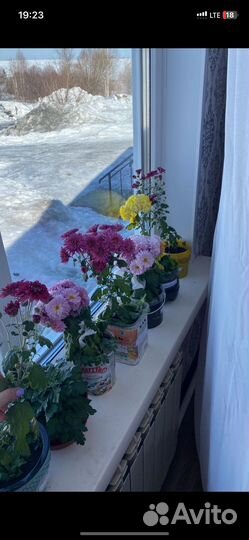 Хризантемы