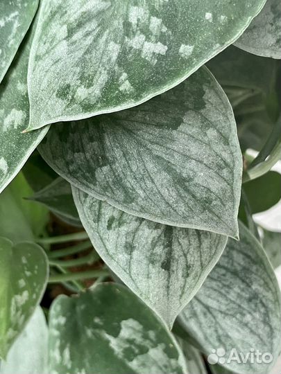 Сциндапсус Сильвери Энн