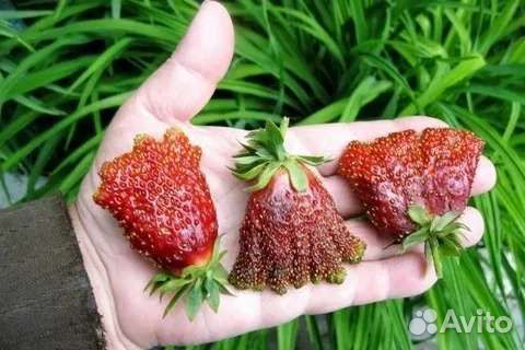 Саженцы клубники