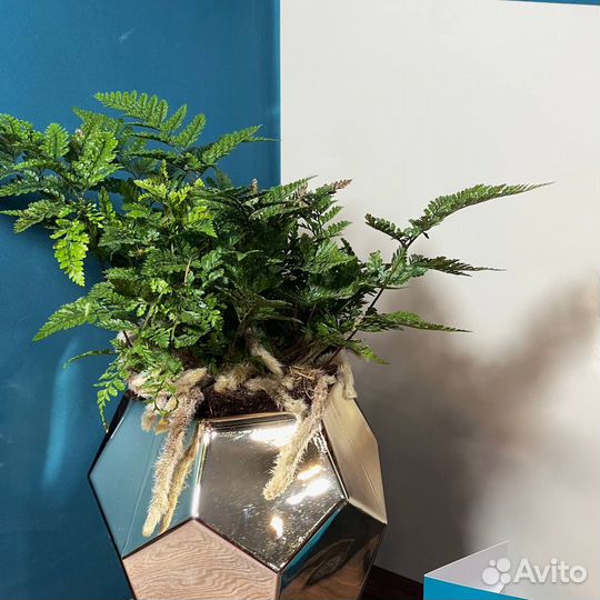 Даваллия (Хумата)