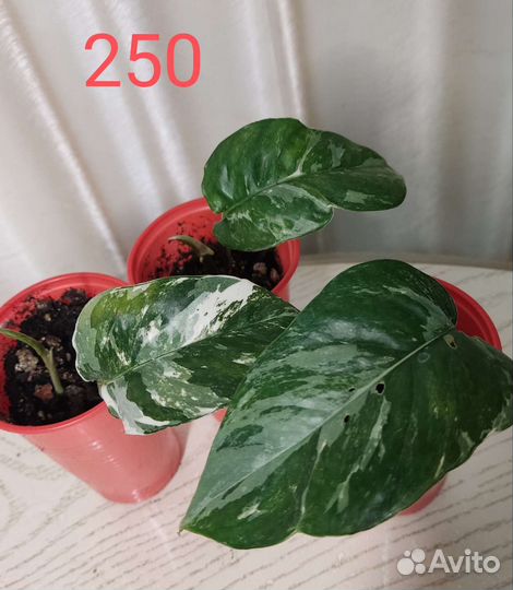 Сингониум, эпиприниум