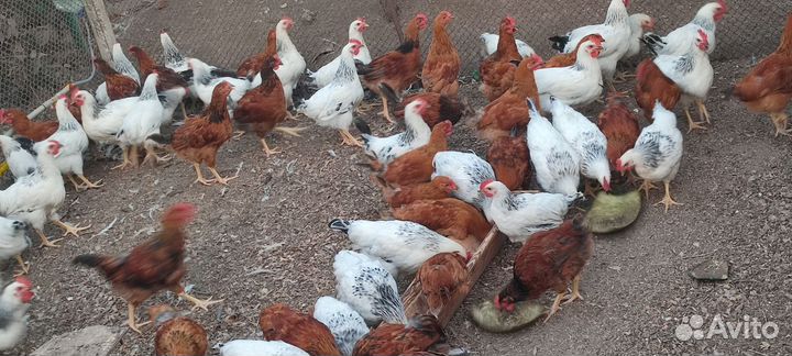 Продаю молодых петухов, возраст 3,5 месяца