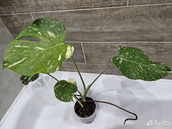 Монстера тайское созвездие домашняя