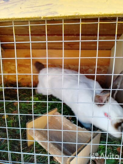 Калифорнийские кролики