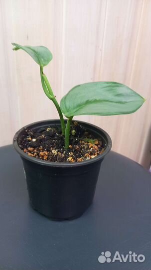 Эпипремнум хэппи лиф, сциндапсус мунлайт