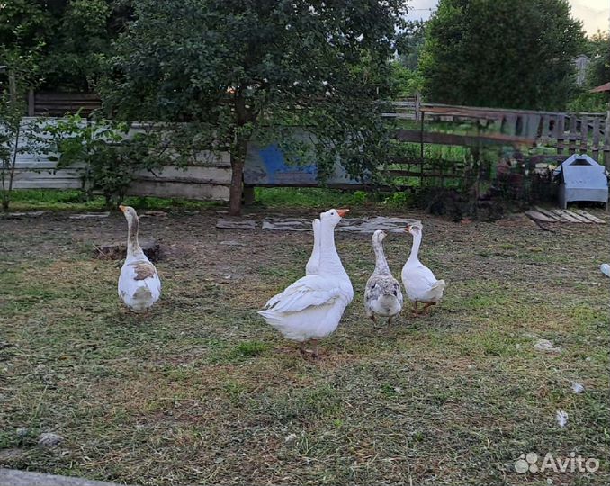 Гуси гусята