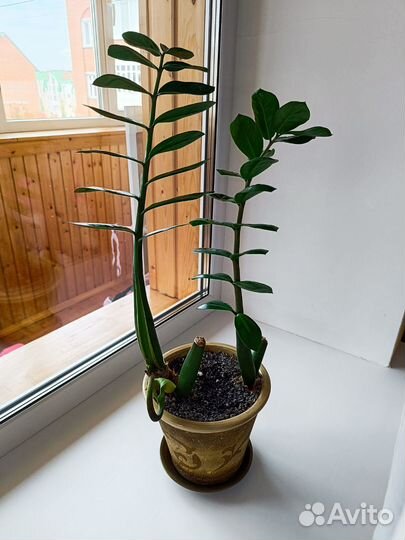 Долларовое дерево (замиокулькас)