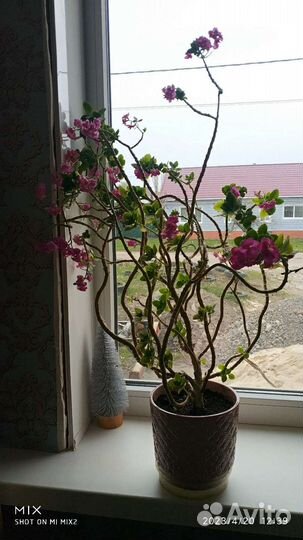 Комнатные цветы