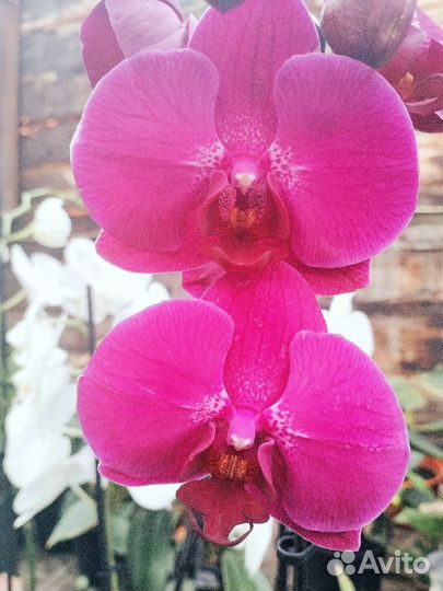 Комнатные растения цветы орхидея