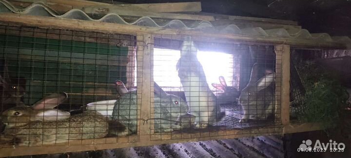 Кролики фландр