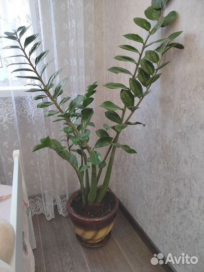 Замиокулькас