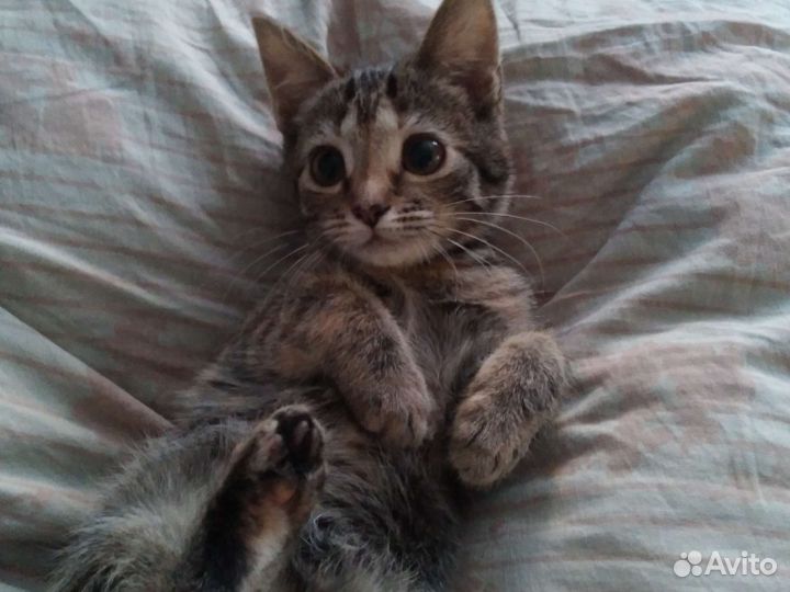 Британская кошка в дар