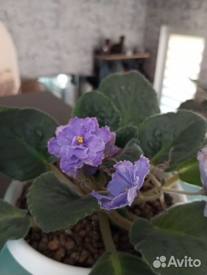 Листочки укорененные