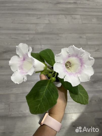 Глоксиния цветущая