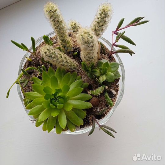 Мини композиция суккулентов