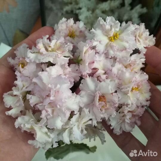 Фиалки сортовые