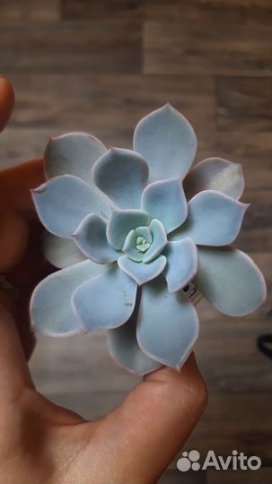 Суккуленты