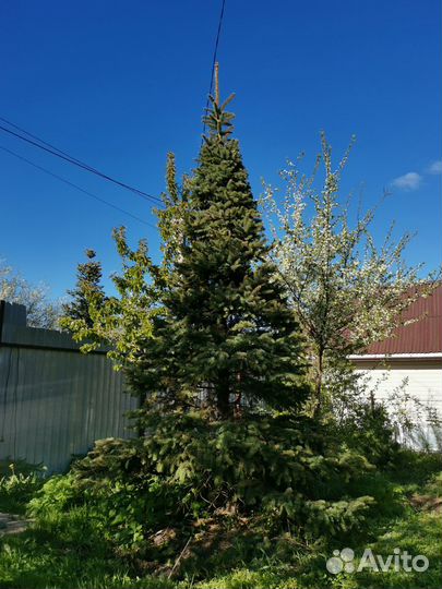 Ель Колючая 4м Стриженная