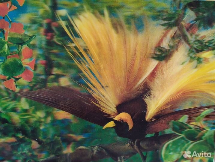 Стерео открытки. Винтаж 70- гг. Япония