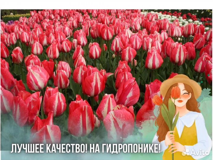 Тюльпаны оптом от производителя