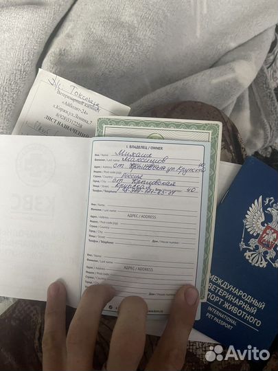 Сибирский хаски