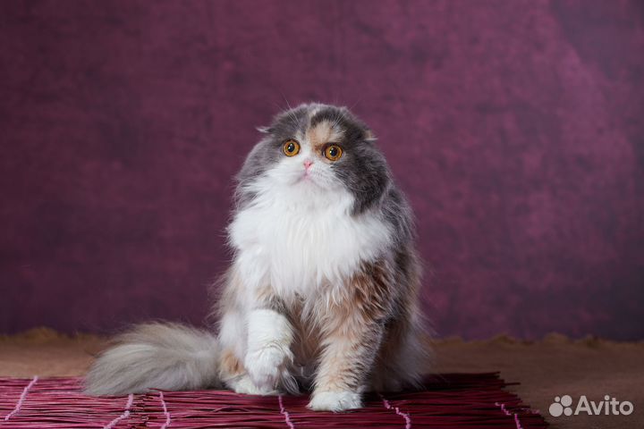 Шотланская кошка
