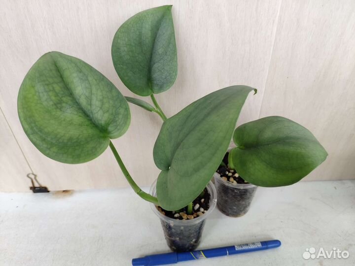 Укорененные растения 5