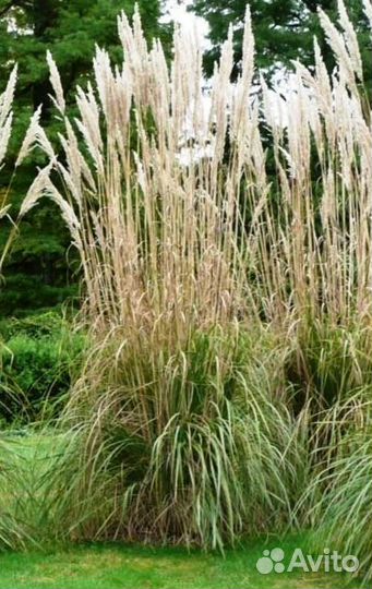Декоративные злаки для вашего сада