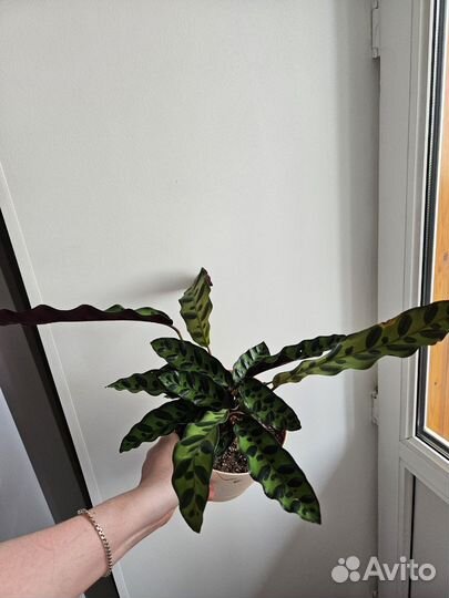 Калатея лансифолия