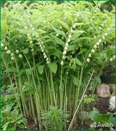 Многолетники для сада - купена