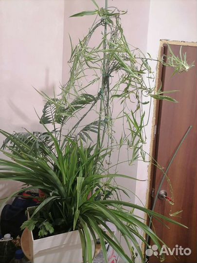 Хлорофитум (отростки)