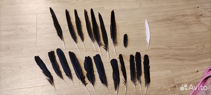 Перья диких птиц