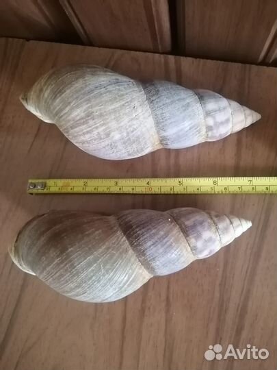 Ракушка Африканских улиток Ахатина