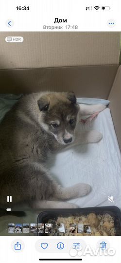 Щенок в добрые руки бесплатно