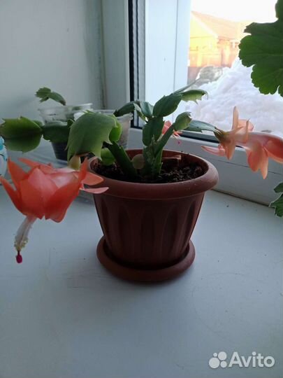 Декабрист шлюмбергера