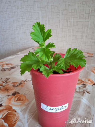 Пеларгония королевская. Продаётся отросток