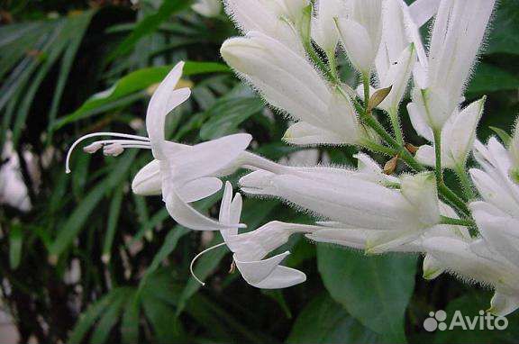 Укорененные отростки