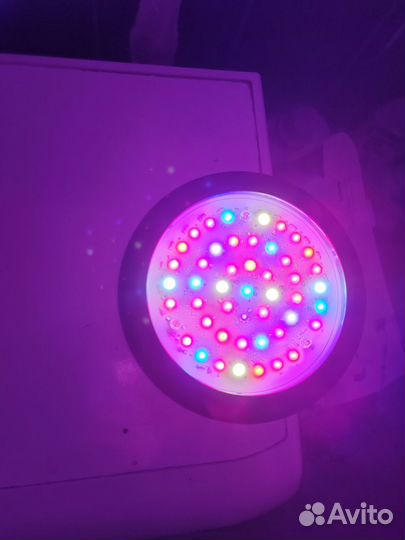 Фитолампа для растений