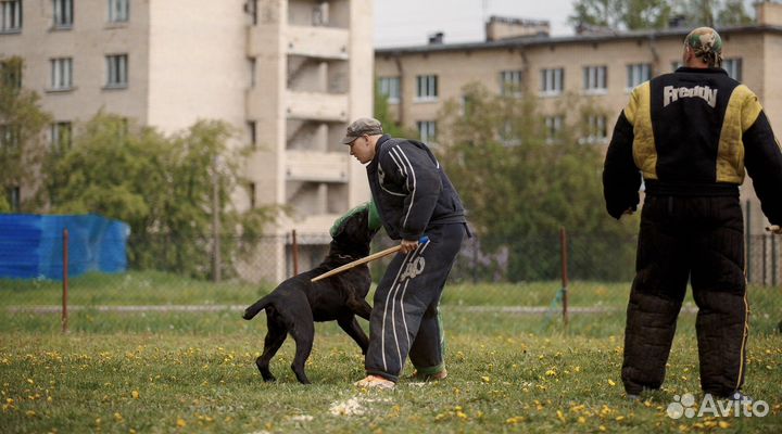 Услуги кинолога