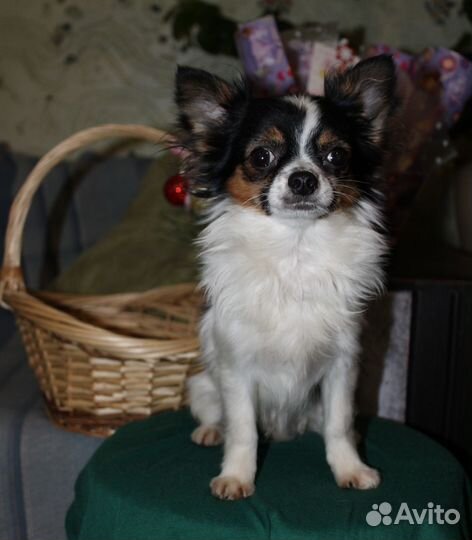 Маль -Чишки)